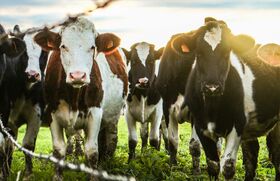 Wenn wir eine Kuhherde auf der Weide sehen, denken wir sicher nicht gleich an eine Ökokatastrophe. Doch jedes Rind produziert täglich mehrere Hundert Liter Methan – und das ist ein enormes Problem für das Klima. Das von Bakterien in Mägen von Wiederkäuern produzierte Methan ist eines der stärksten Treibhausgase. Methan (CH4) entsteht, wenn organische Stoffe zersetzt werden, zum Beispiel in Sümpfen oder eben in Rindermägen. Eine Kuh, an die täglich fünf Kilo Heu verfüttert wird, produziert 191 Liter Methan am Tag. Dieses Gas wirkt etwa 25 Mal stärker als CO2 und macht einen großen Teil des Treibhauseffektes aus. [Text: Redaktion]