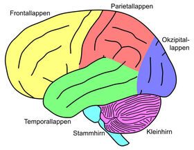 Ein Querschnitt des menschlichen Gehirns.